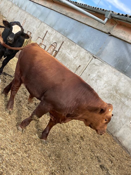 Свободни телета.