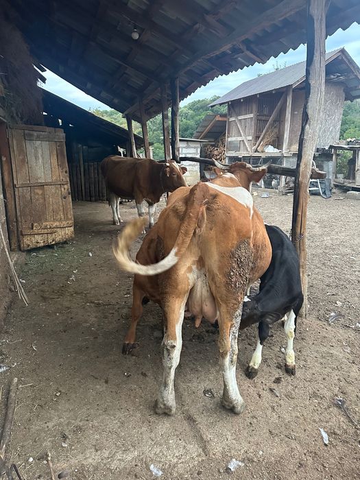 Vând vacă bălțată cu doi viței