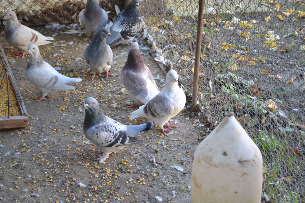 Porumbei Voiajori Standard