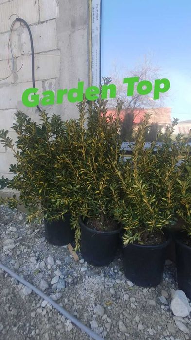 Gazon tip rulou, plante ornamentale, tuia, catalpa