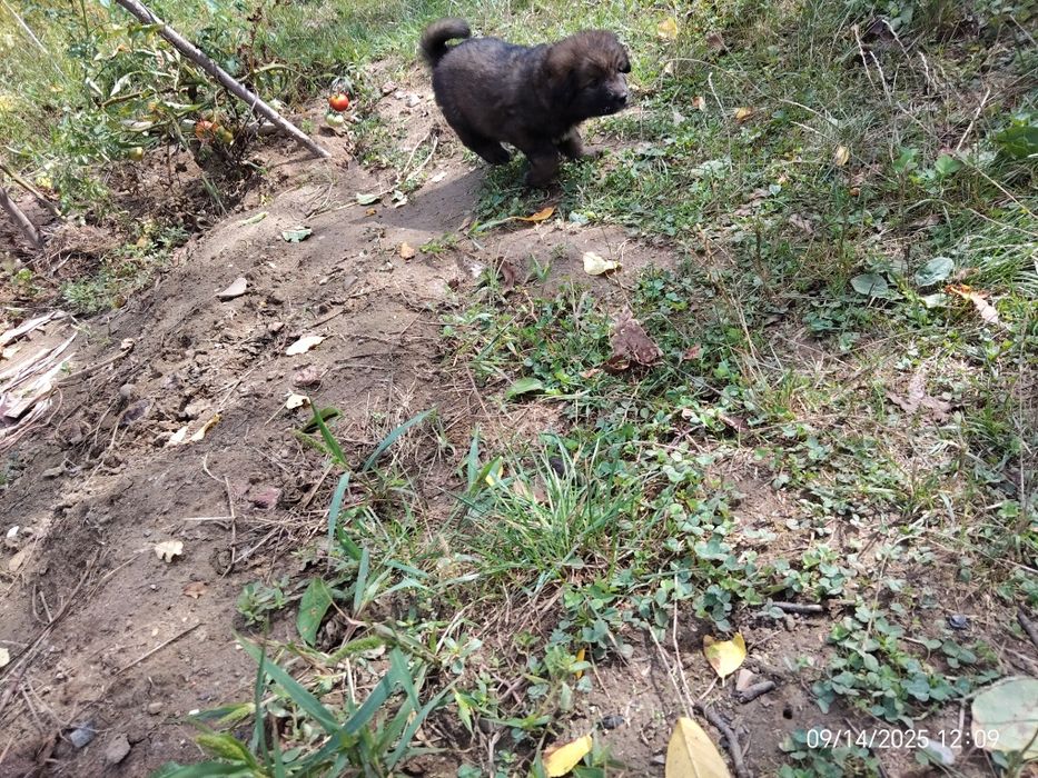 Donez 3 căței vioi și sănătoși