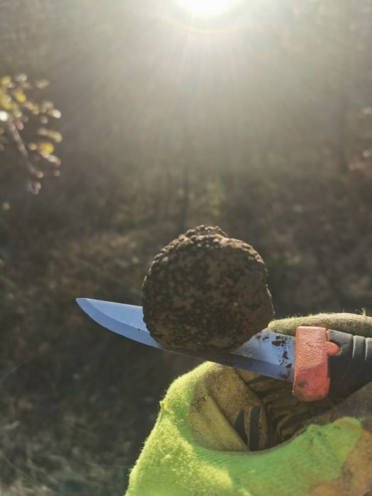 Черен есенен трюфел (Tuber Uncinatum)