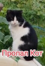 Пропал/потерялся кот