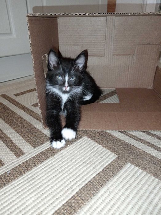 Котята ищут дом.