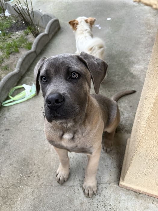 Vând caine,rasa Cane Corso,4 luni,sanatos,activ