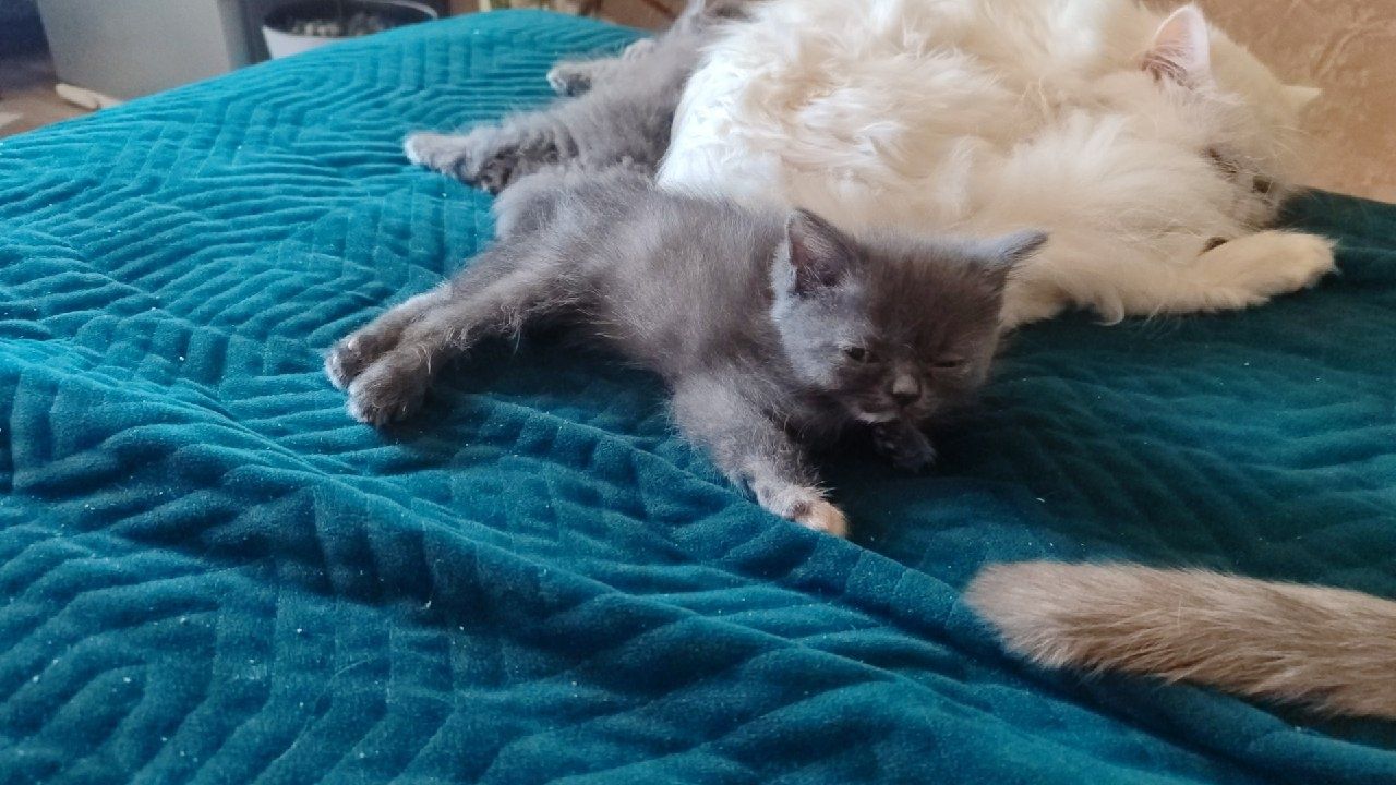 Продам породистых котят