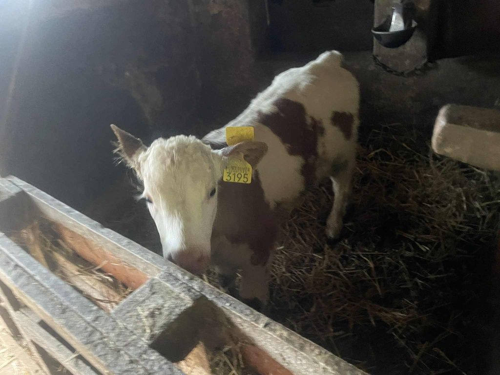 Vițel și vițică B R