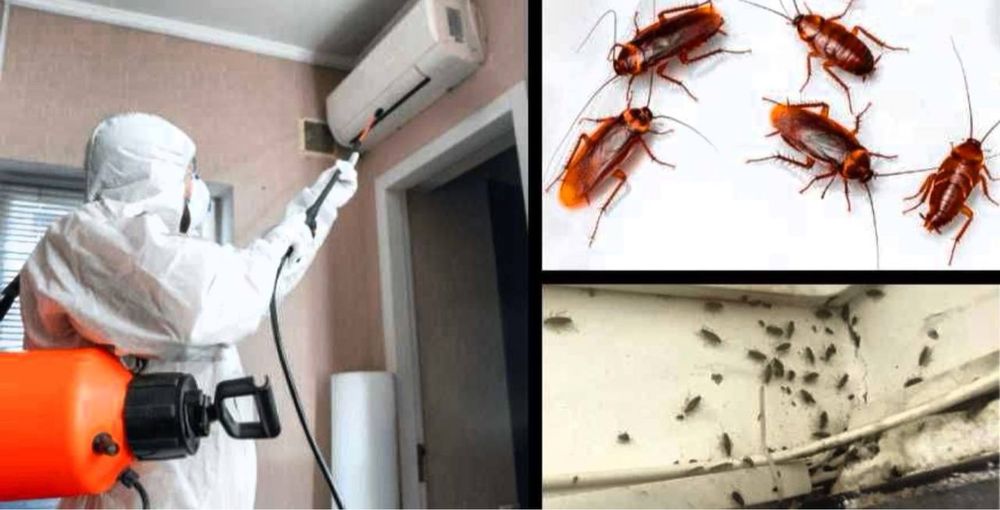 Дезенфекция дизенсекция дератиция клоп таракан dizinfeksiy 20% скидка