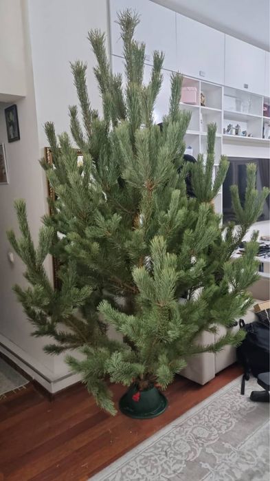 Живые новогодние елки астана