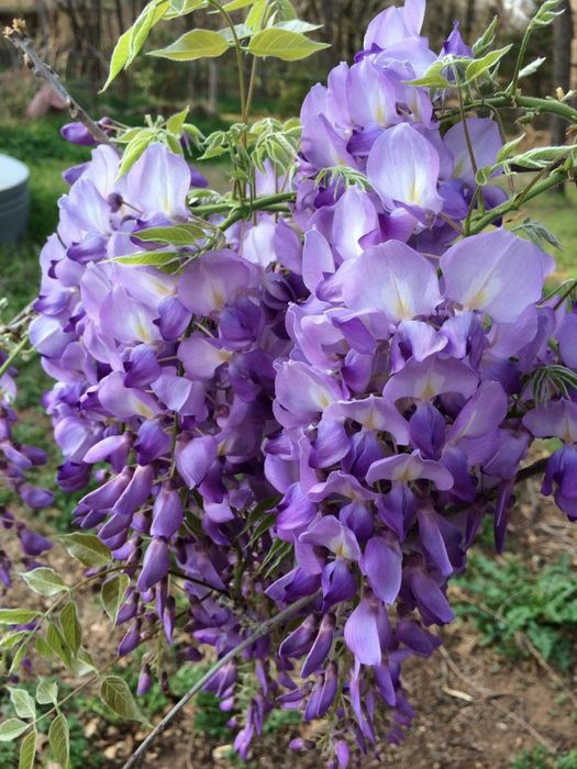 Plante ornamentale tip liana misteri galben