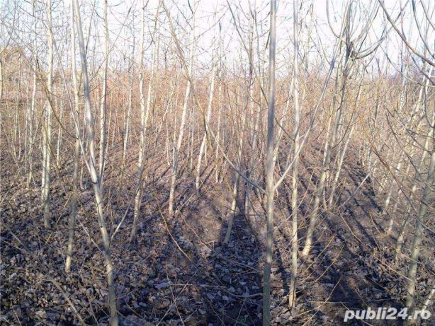 Vand butasi de plop si salcie energetica