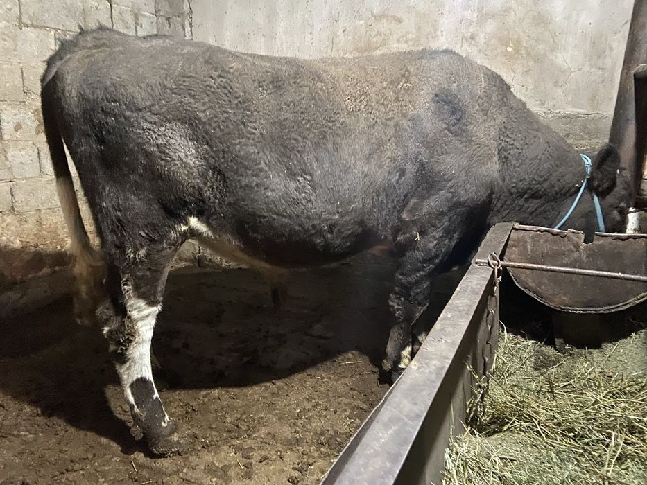 1,5 жасар ангус бұқа сатылады