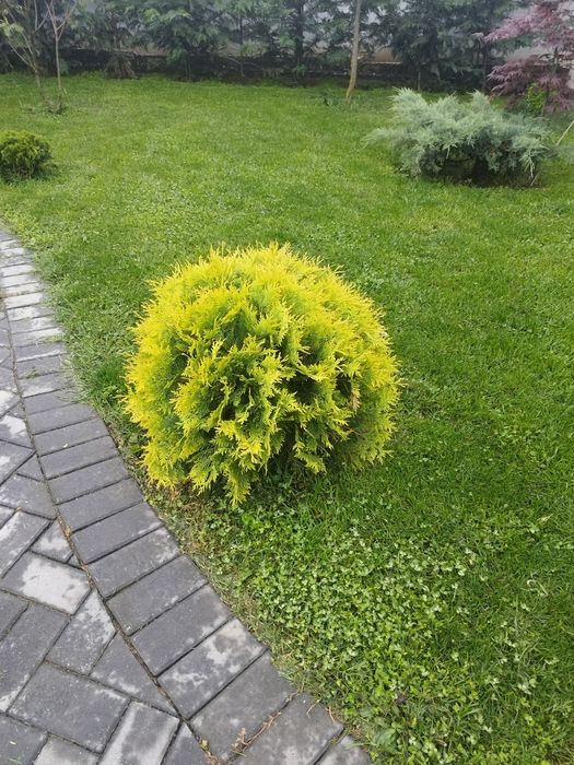 Tuja occidentalis /Danica glob 55/150