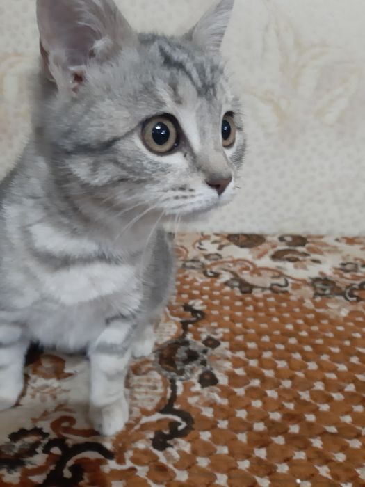 Кошечька ищит хозяев живет во дворе.ждет хозяина