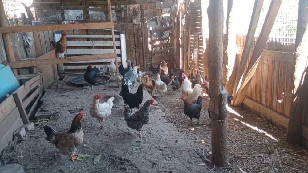 Домашние куры продам