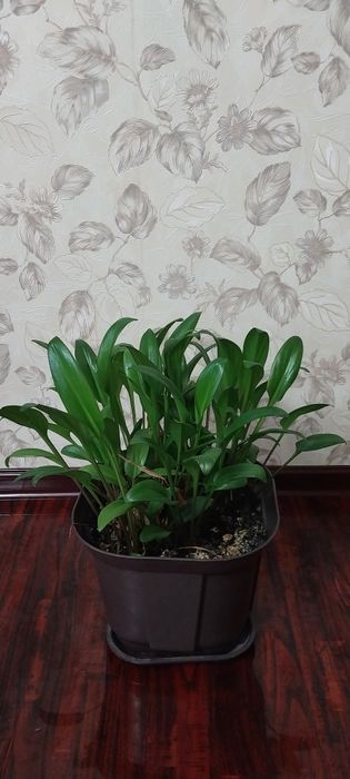 Комнатные цветы - Ледебурия Дримиопсис