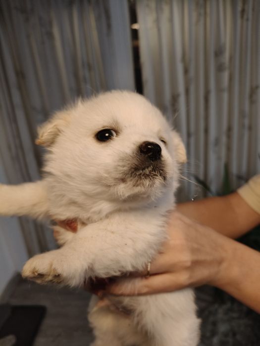 ADOPȚIE URGENTĂ: 4 Pui de Câine Albi, Jucăuși, Gata de Plecare