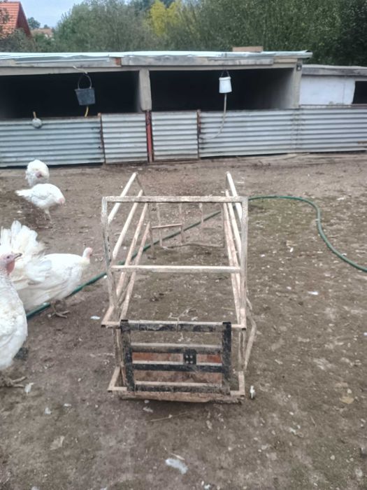 Boxa fătare scroafa
