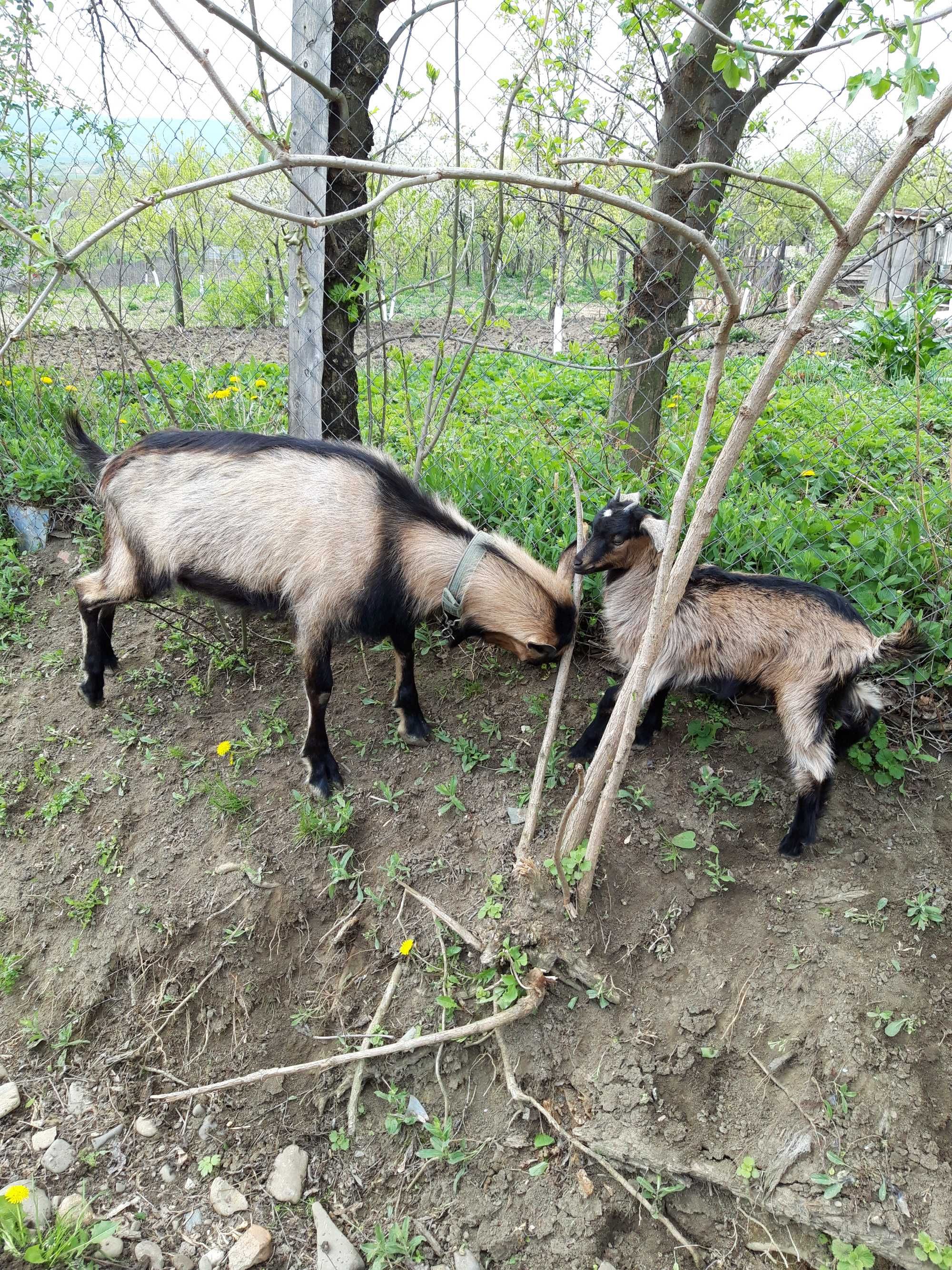 Țap schimbă haremul