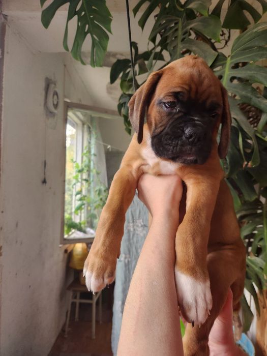 Щенки немецкого боксёра