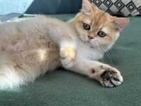 British shorthair chinchilla gold, baiețel superb !! Felisa autorizata