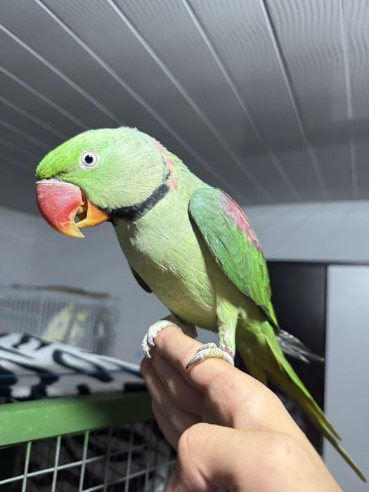 Preț negociabil Papagal  marele Alexander