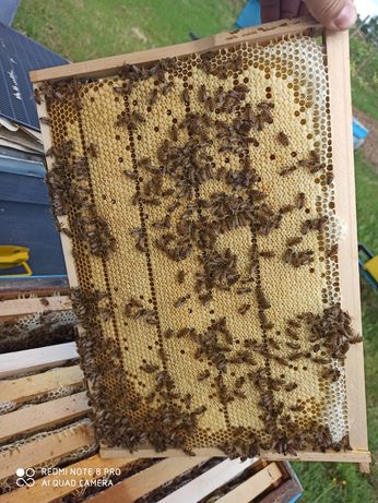 Vand roiuri de albine pe 5 rame!