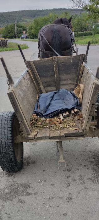 Iapa 3 ani gestanta in 2 luni buna pentru lucru.