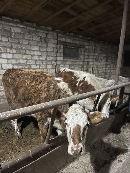 Прдается телки. 1.5-1.8 возраст