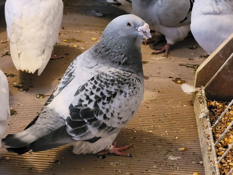 Porumbei standard voiajori