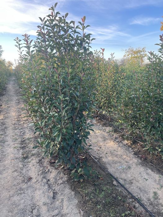 Tuia Platan Arțar Photinia