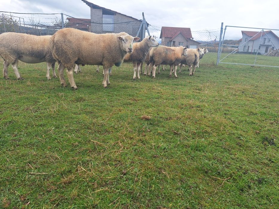 Oi texel de vanzare.