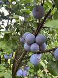 Prune soiul Centenar