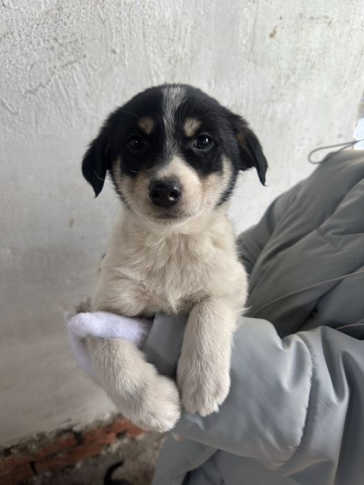 Щенок мальчик в добрые руки