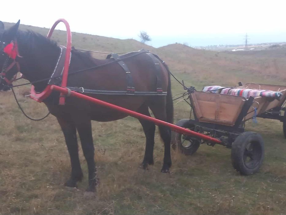 Vand manza pusă de un an și 5 luni pusă prima dată la caruta
