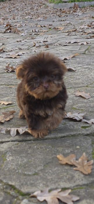 Йорки супер мини биро шоко бивър ,три момиченца!