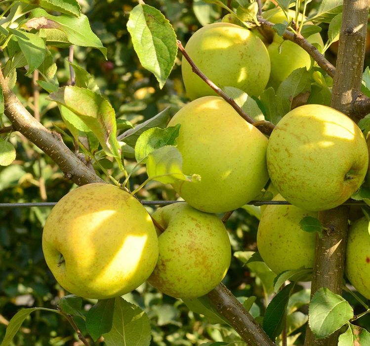 Pomi Fructiferi  pitici soiuri  de mar