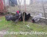 Păsări de rasă, Familii 2+1
