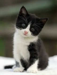 Котята черно-белые