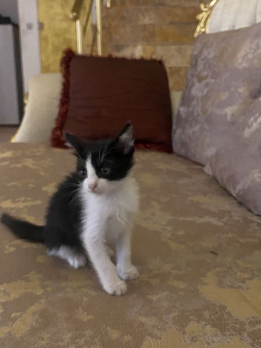 Pisicuta pentru adoptie