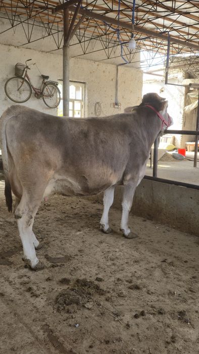 Бир корин тукан, иккинчисига бугоз. Пародаси юга-юз Швец