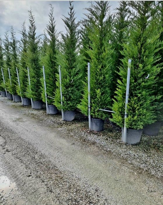 Tuia gard viu brazi plante decorative la ghiveci