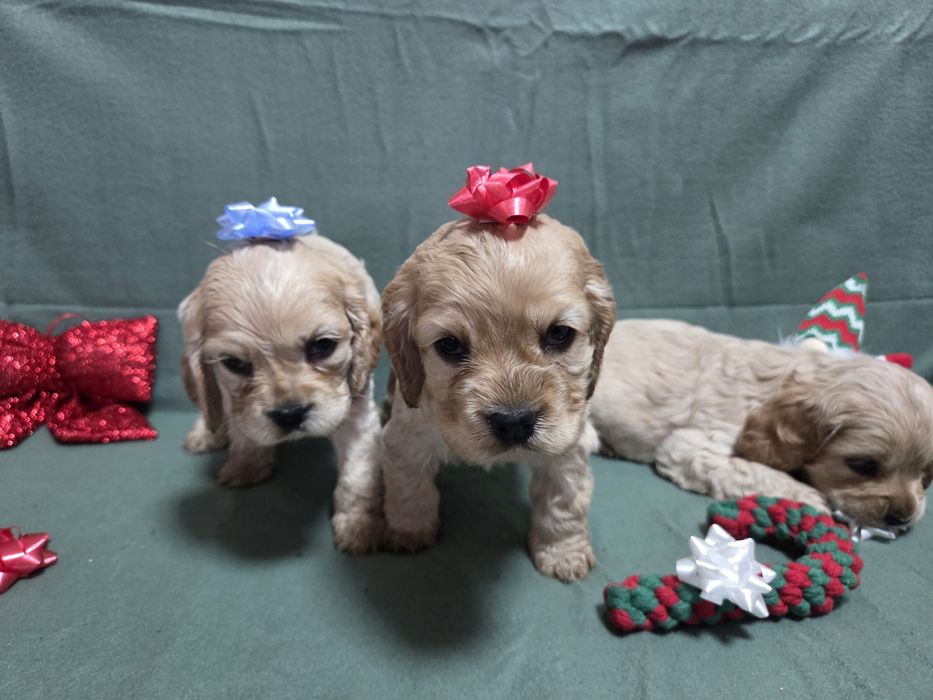 Продавам малки сладки кученца кокер шпаньол