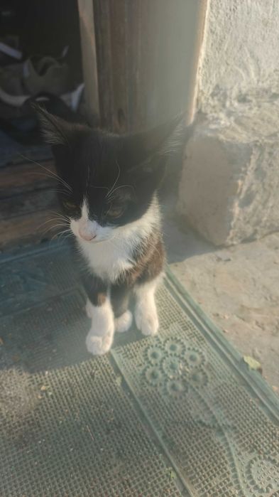 Котята бесплатно