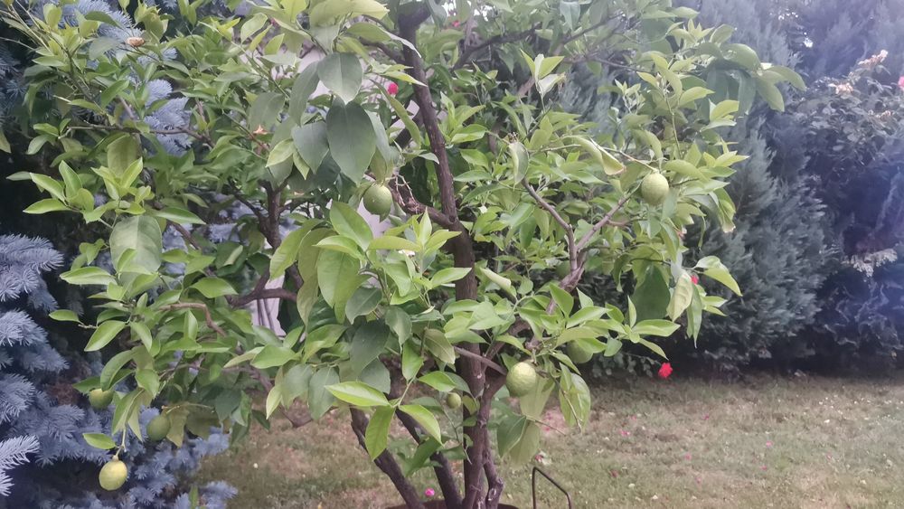 Lămâi / pom la ghiveci