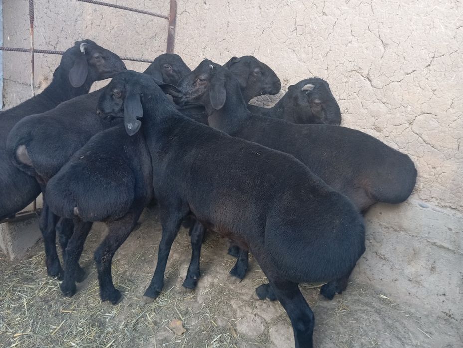 Qo'chqorla sotiladi