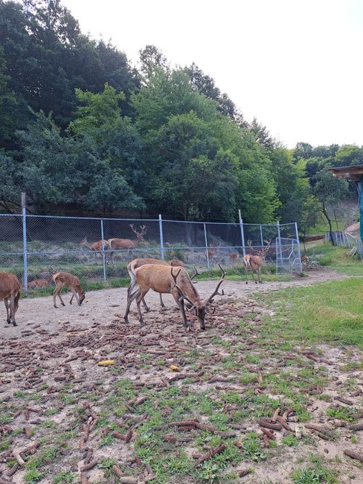 Cervus elaphus masculi si femele