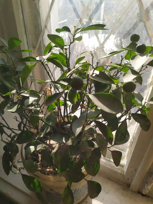 Продаю карликовый мандарин