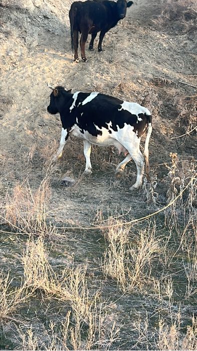 Жаксы сиыр сатылады!