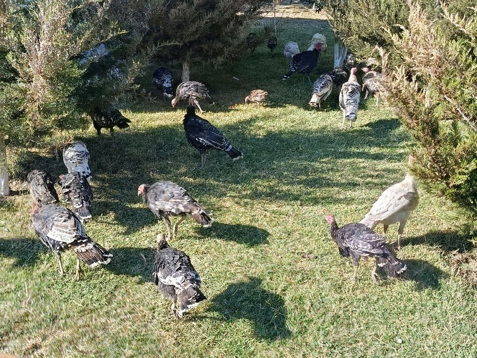 Kurka sotiladi 5 oylik